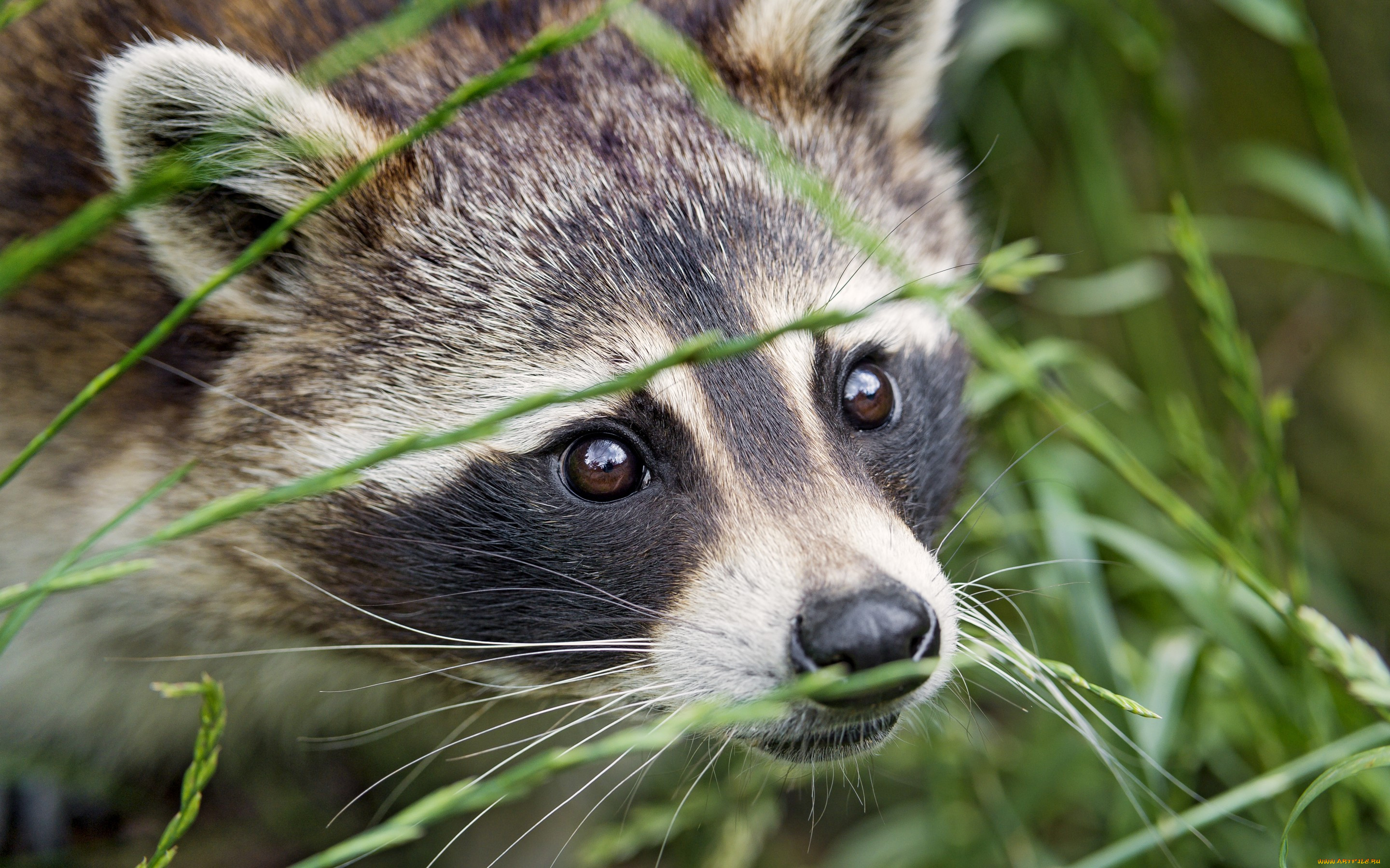tambako the jaguar, , , , , , , 